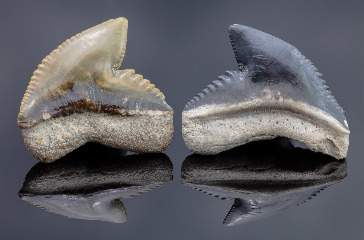 Two fossil tiger shark teeth on a dark background