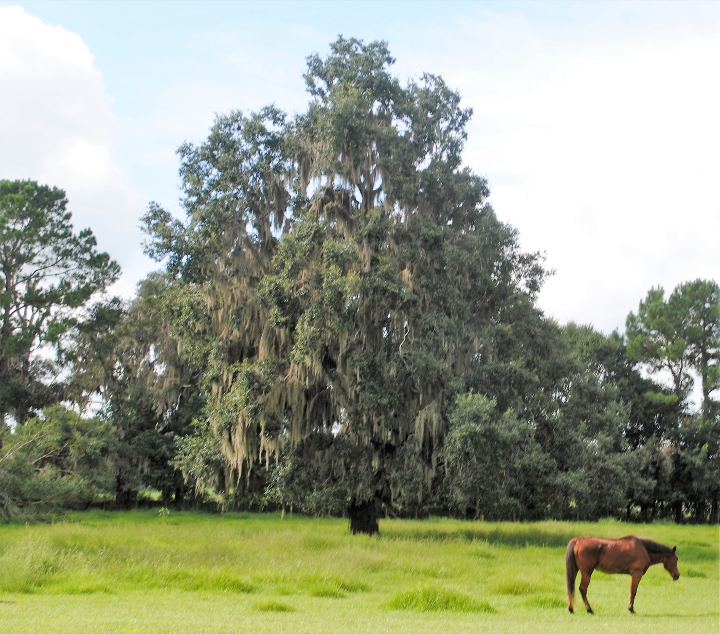 A horse grazing in a fenced pasture on a farm in Ocala, Florida
