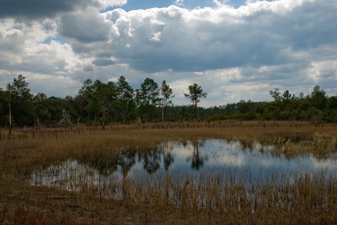 Farles Prairie, a grassy wetland with standing water and pines, in the Ocala National Forest