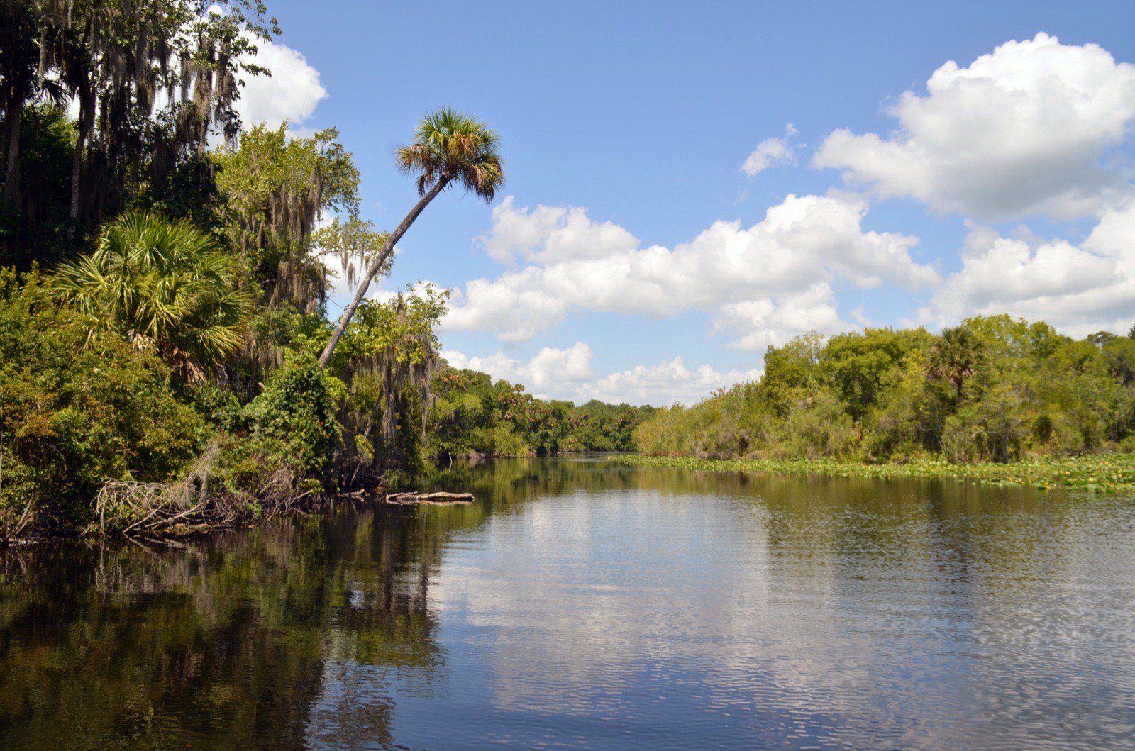 Juniper Creek winding between cabbage palms and moss-draped trees in the Ocala National Forest
