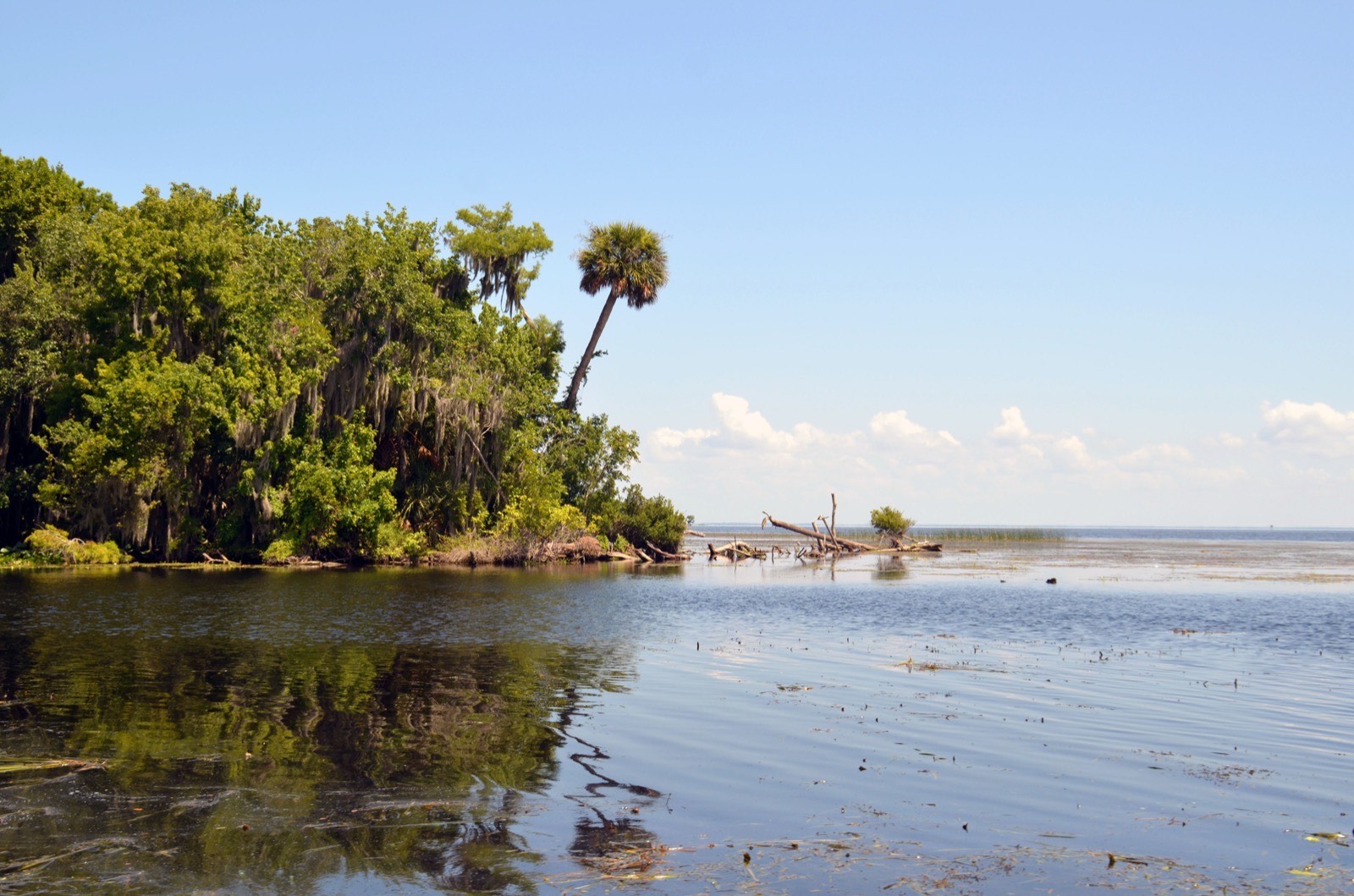 Lake George shoreline with cabbage palms and live oaks in the Ocala National Forest