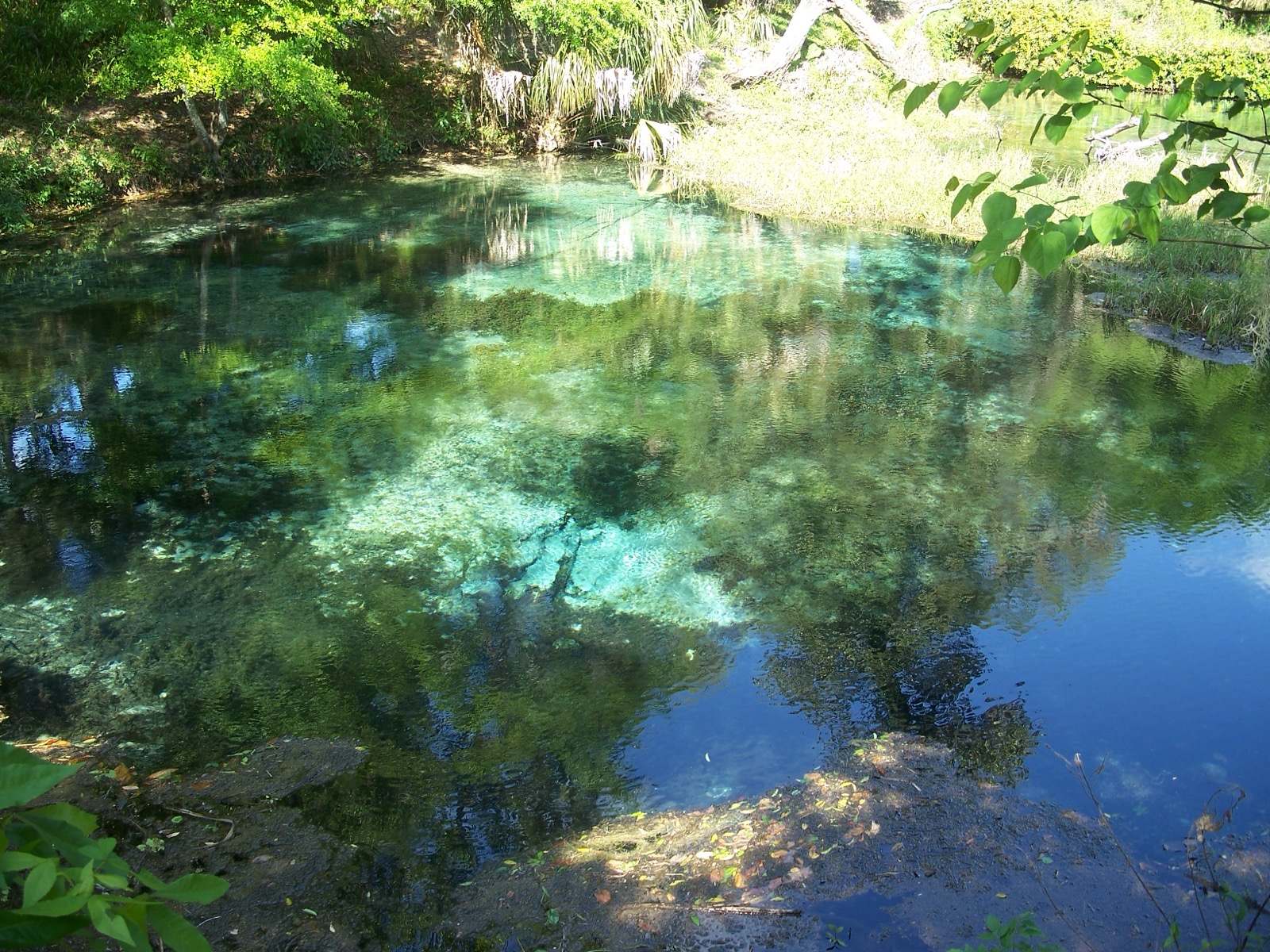 Clear blue spring water over a sandy spring vent at Rainbow Springs State Park, ringed by trees reflected on the surface