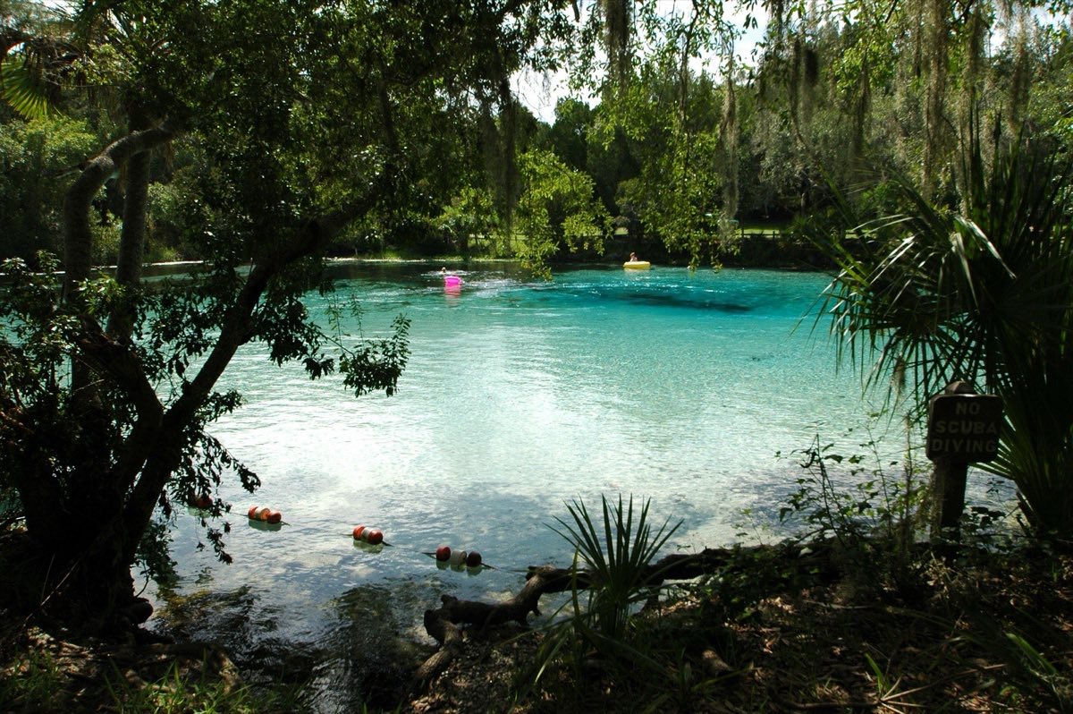 Clear turquoise water of the Silver Glen Springs basin seen through oak branches and palmettos