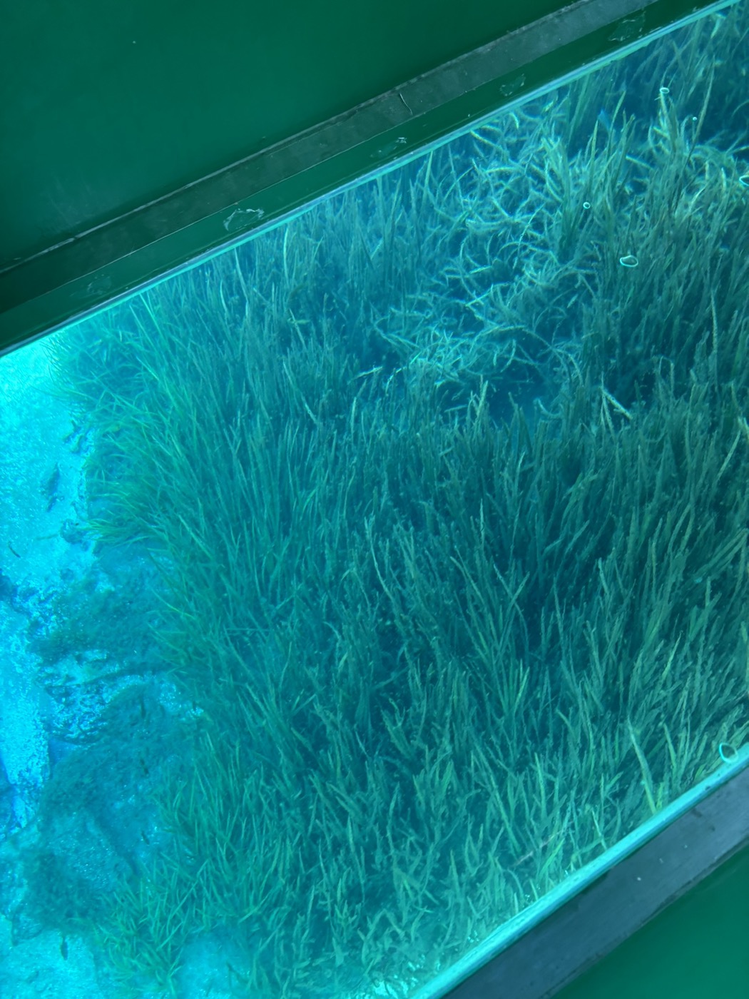 Underwater grasses and a sandy spring bottom seen through the glass window in the floor of a glass-bottom boat